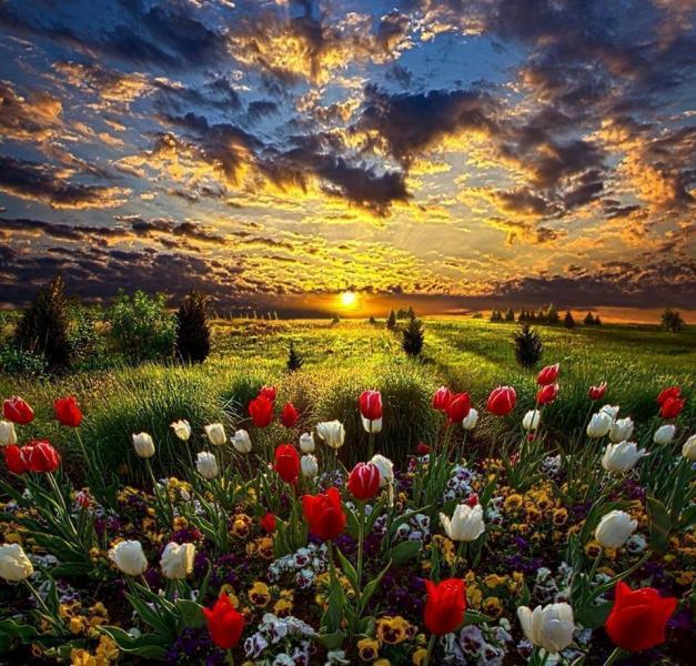 flores ao pôr do sol puzzle online