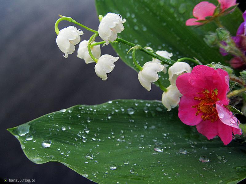 цветя - самата природа онлайн пъзел