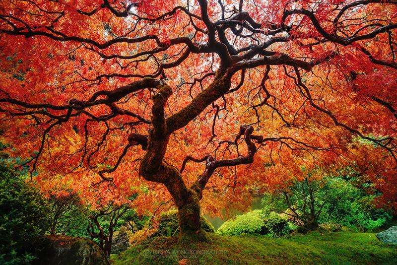 Ένα όμορφο δέντρο παζλ online