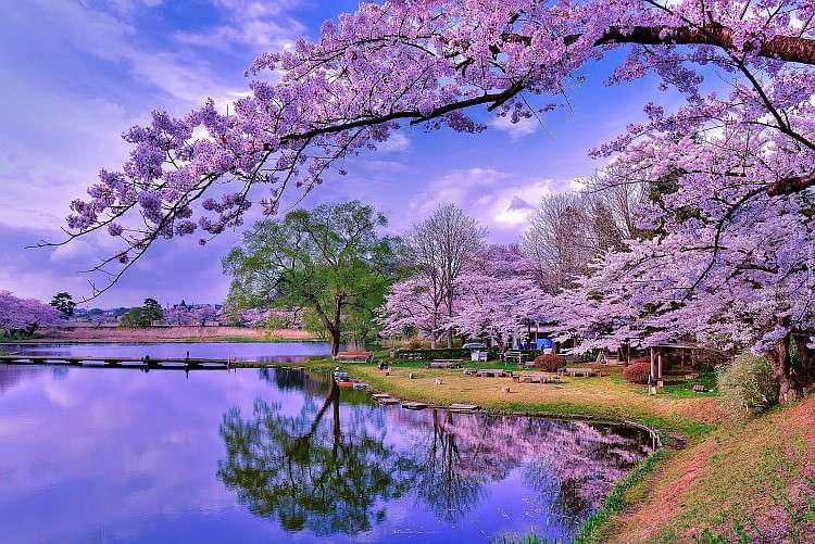 Um parque com flores de cerejeira quebra-cabeças online