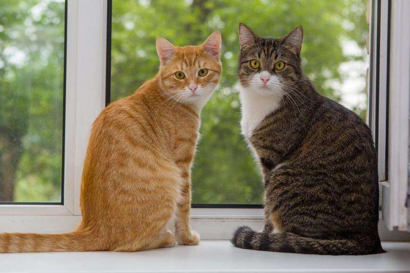 Druhá kočka Druhá kočka skládačky online