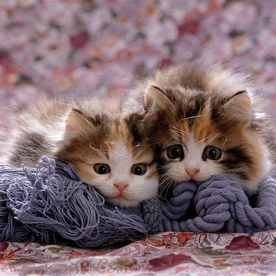 lovely animals, sweet kitty kats online puzzle