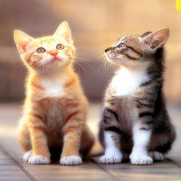 animali adorabili - gattino del gattino puzzle online