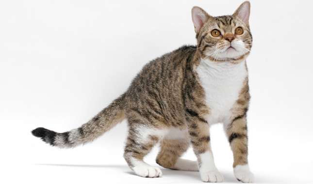 American Wirehair puzzle online