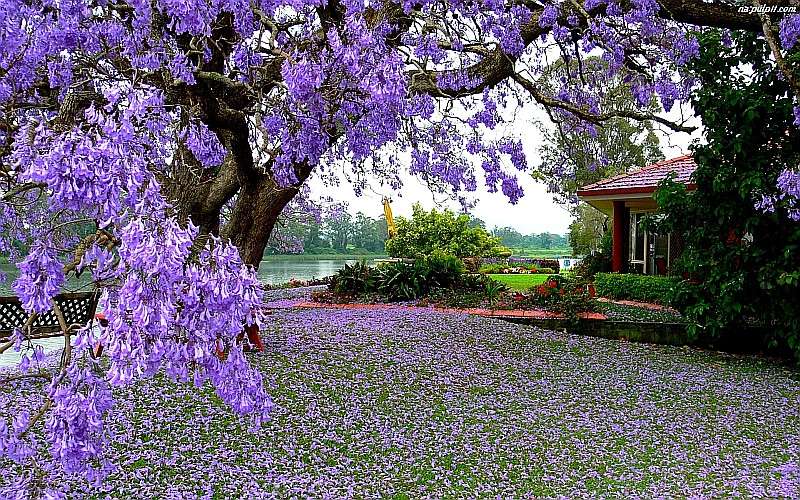 Tree in a home garden online puzzle