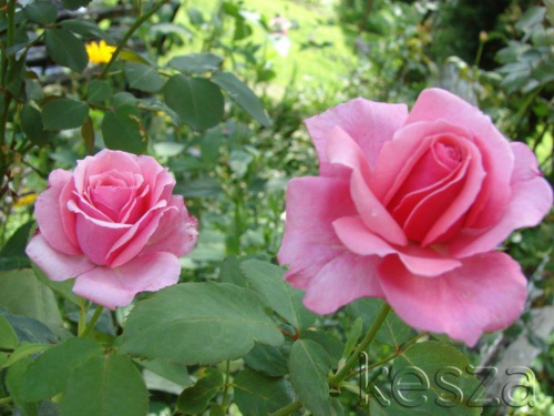 рози в градината онлайн пъзел