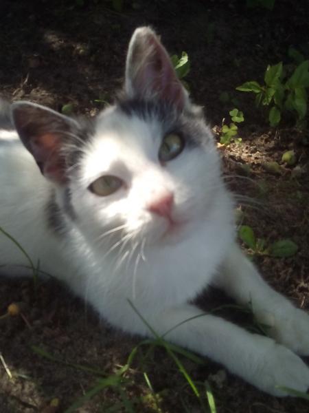 Kvinnlig katt Skogskatter Pussel online