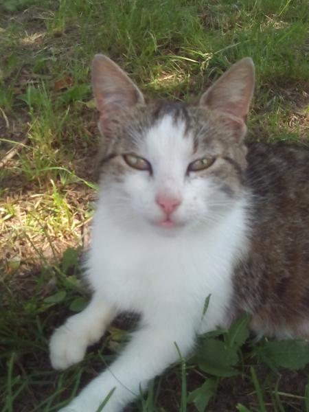 Inka macska | Erdei macskák kirakós online
