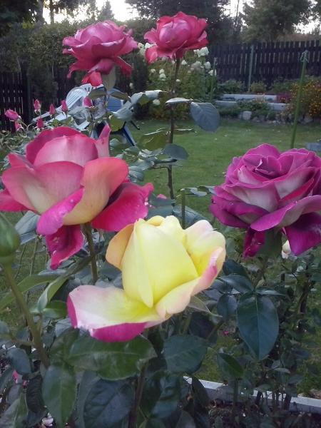 Τριαντάφυλλα στον κήπο παζλ online
