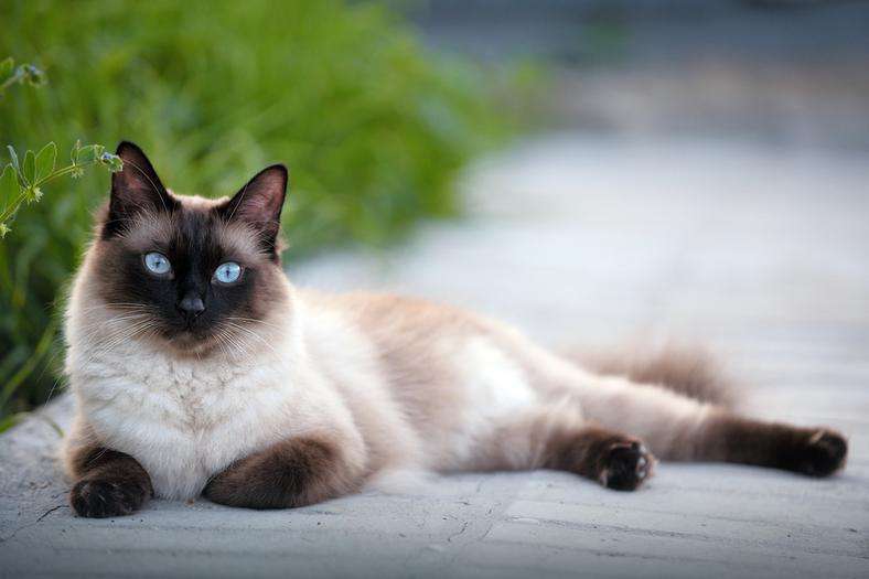 Siamská kočka skládačky online