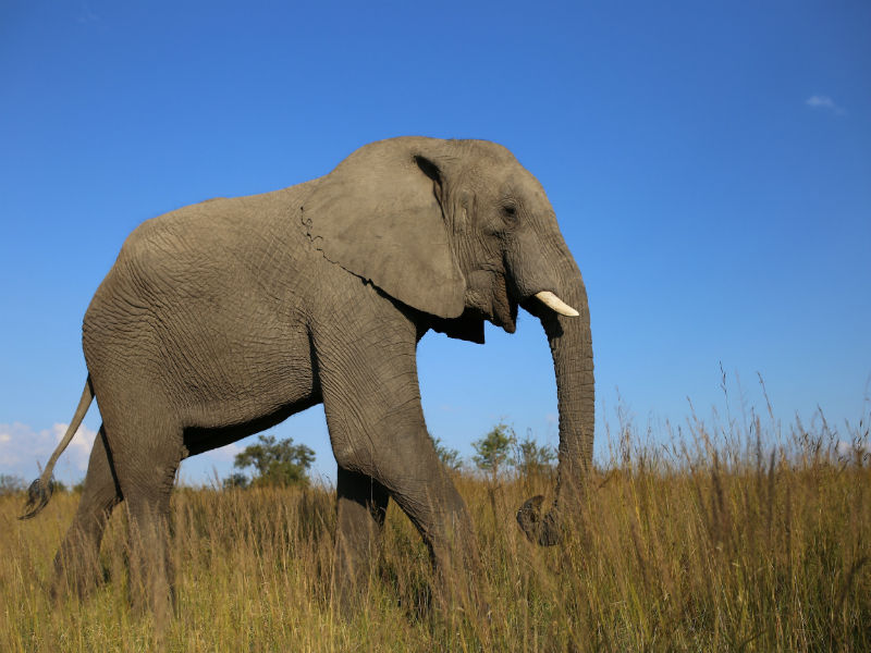 Afrikanischer Elefant Puzzlespiel online