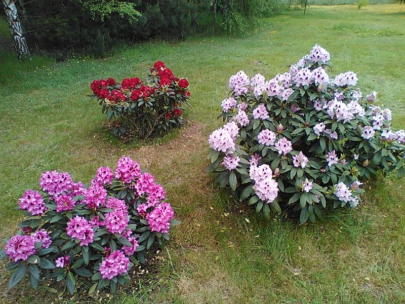 rhododendrons online puzzle