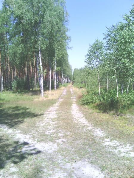 Лісова дорога пазл онлайн