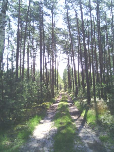 Bolimowska skogen Pussel online