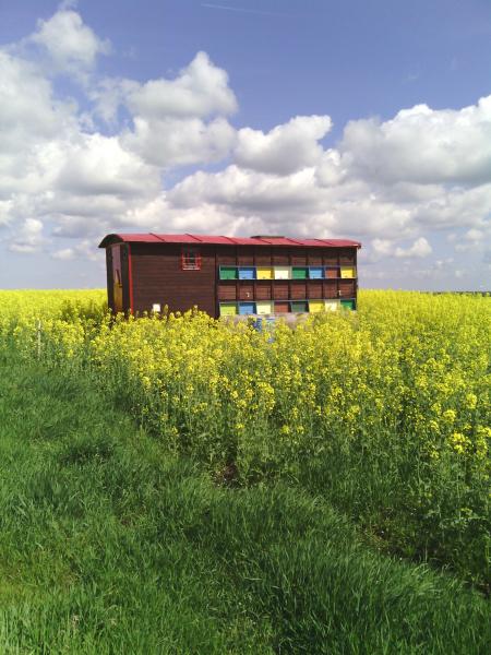 apiary and oilseed rape jigsaw puzzle online