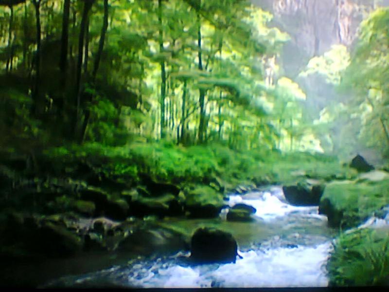 Un ruisseau dans la forêt puzzle en ligne