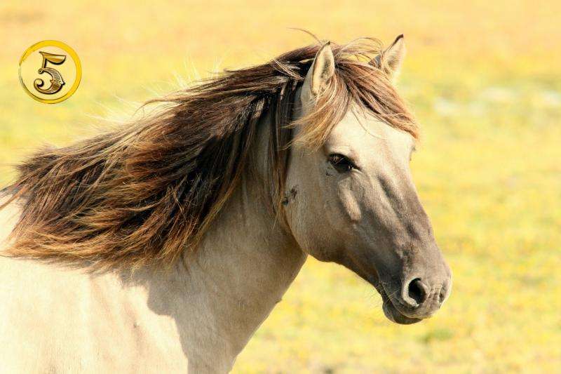 Ένα όμορφο άλογο online παζλ