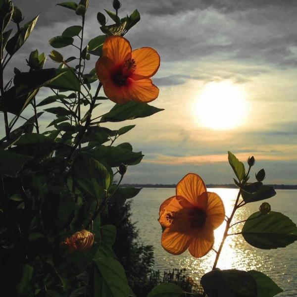 Evening at the lake jigsaw puzzle online