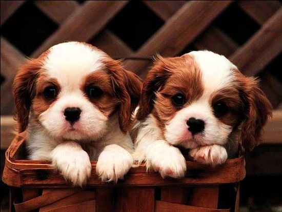 little dogs in the basket. Coo jigsaw puzzle online