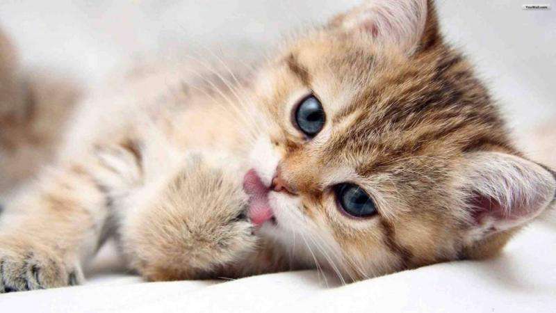 Kattig söt kattunge Pussel online