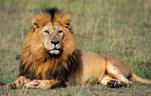 Rey del león, rey de África rompecabezas en línea