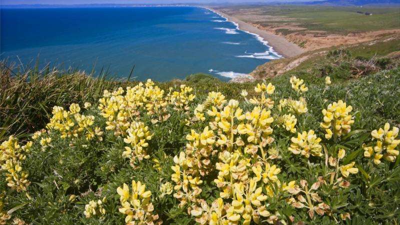oceaan, gele bloemen online puzzel