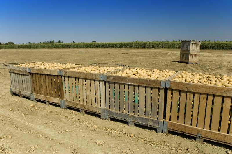 brambory v krabicích online puzzle