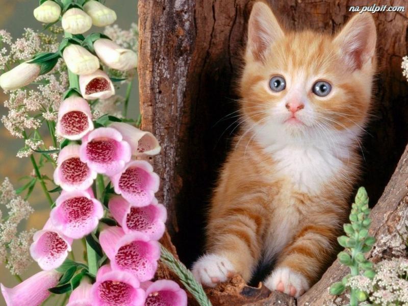 Caros e doces gatinhos puzzle online