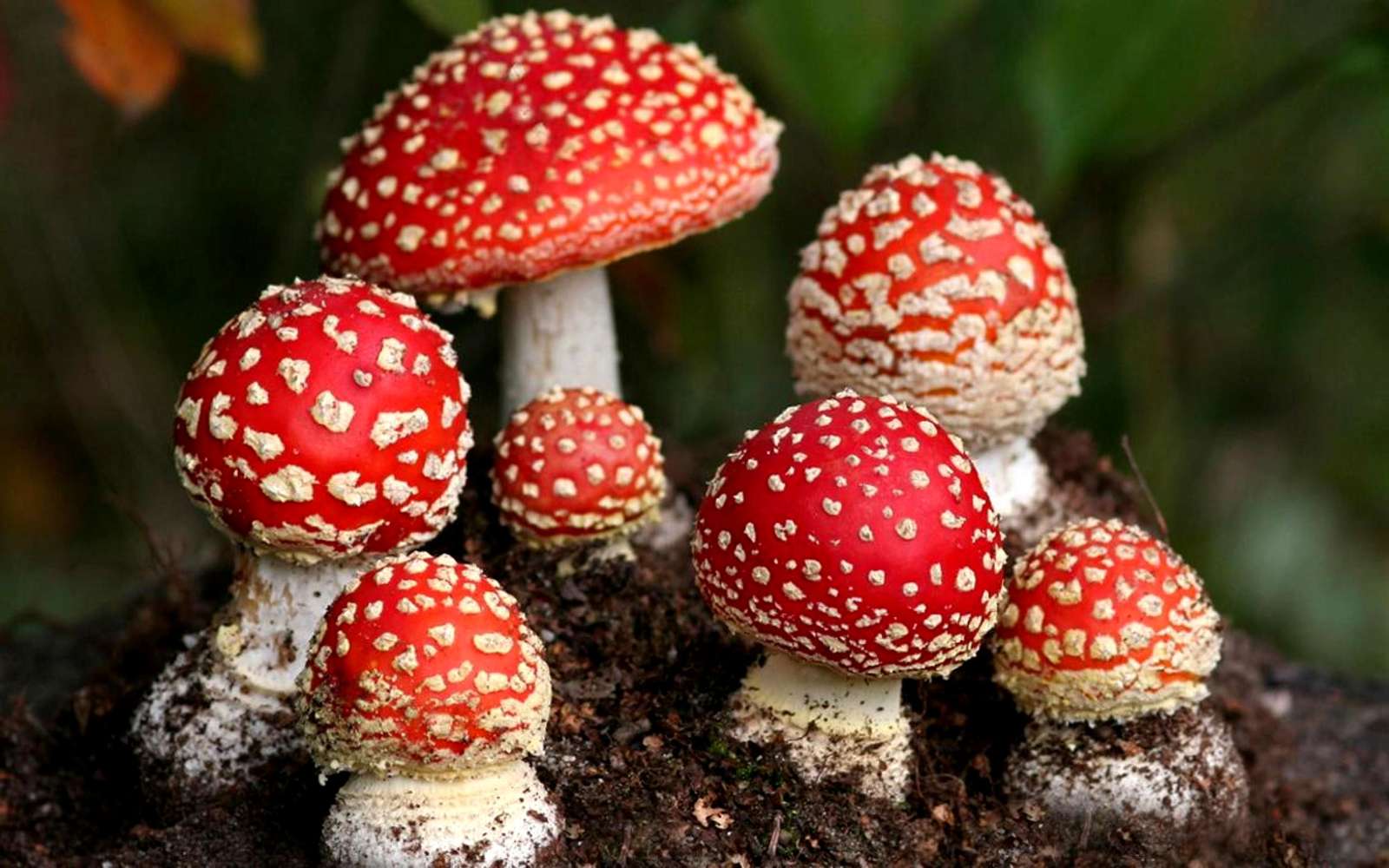 Beautiful toadstools online puzzle