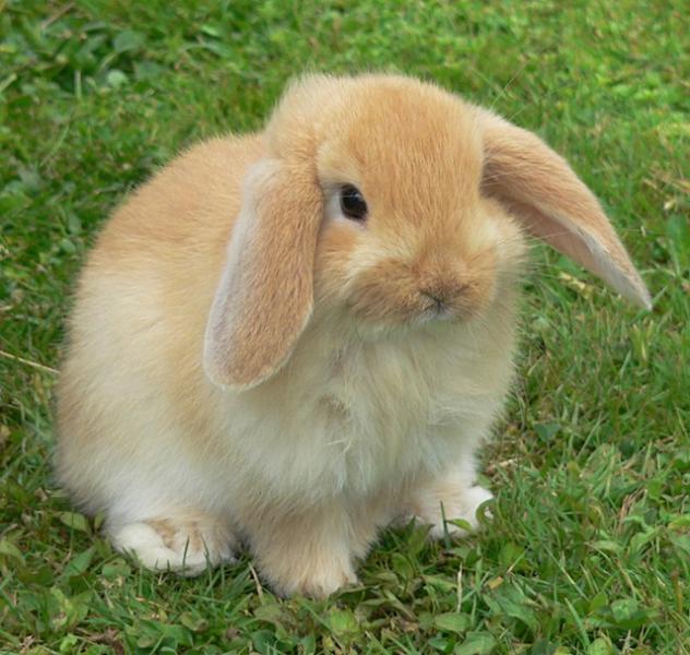 söta kaniner miniatyrbilder pussel på nätet