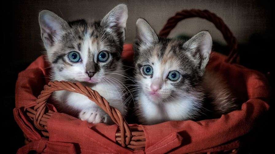 Два кошенята - Милі й милі котики пазл онлайн
