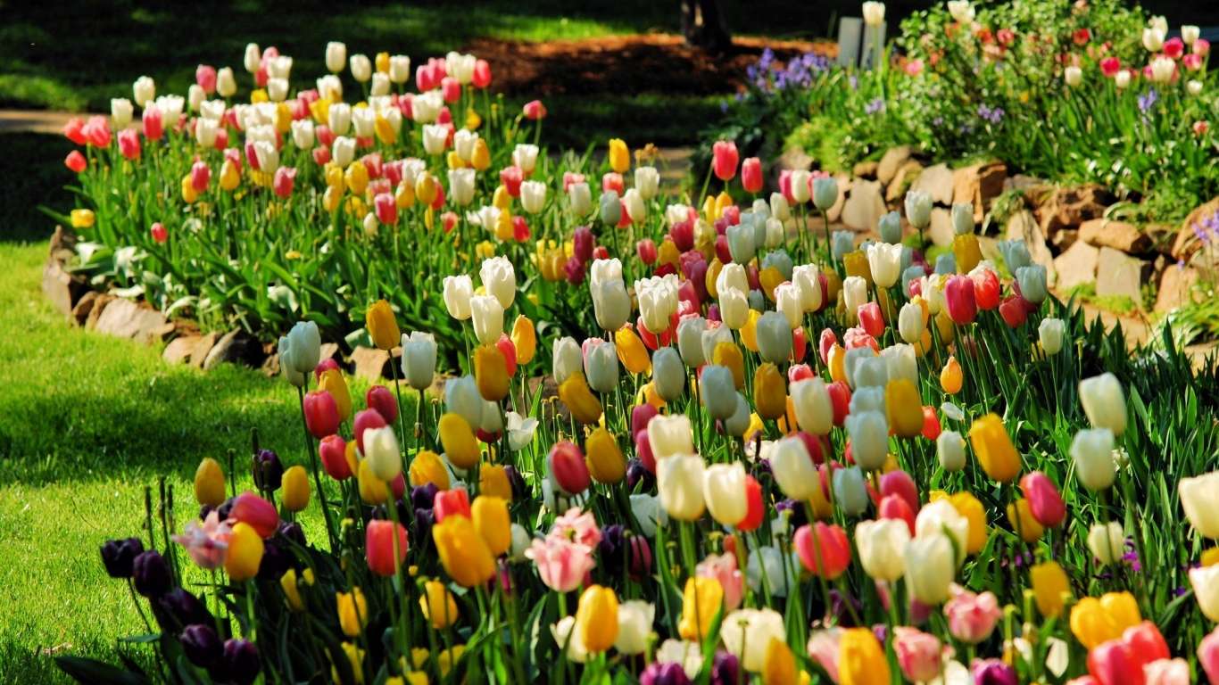 Frühling, Tulpen Puzzlespiel online