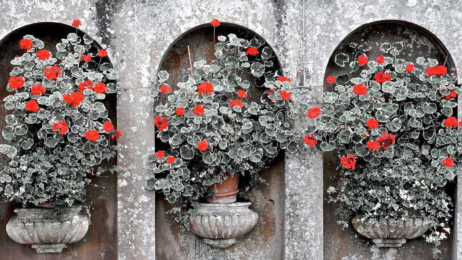 Flori în ghiveci jigsaw puzzle online