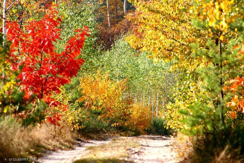 красива есен онлайн пъзел