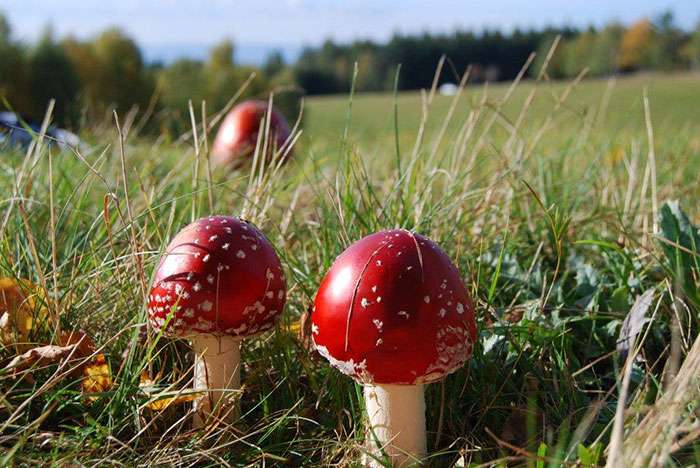 Mushrooms of toadstools online puzzle