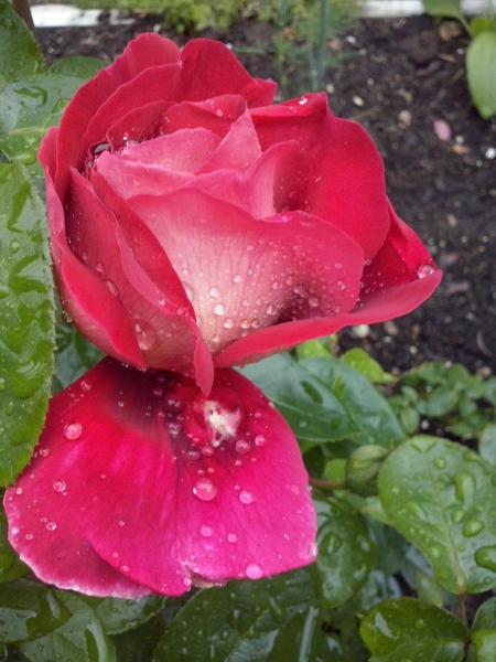 красива роза онлайн пъзел