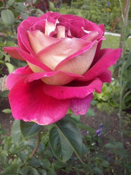 trandafir roz puzzle online