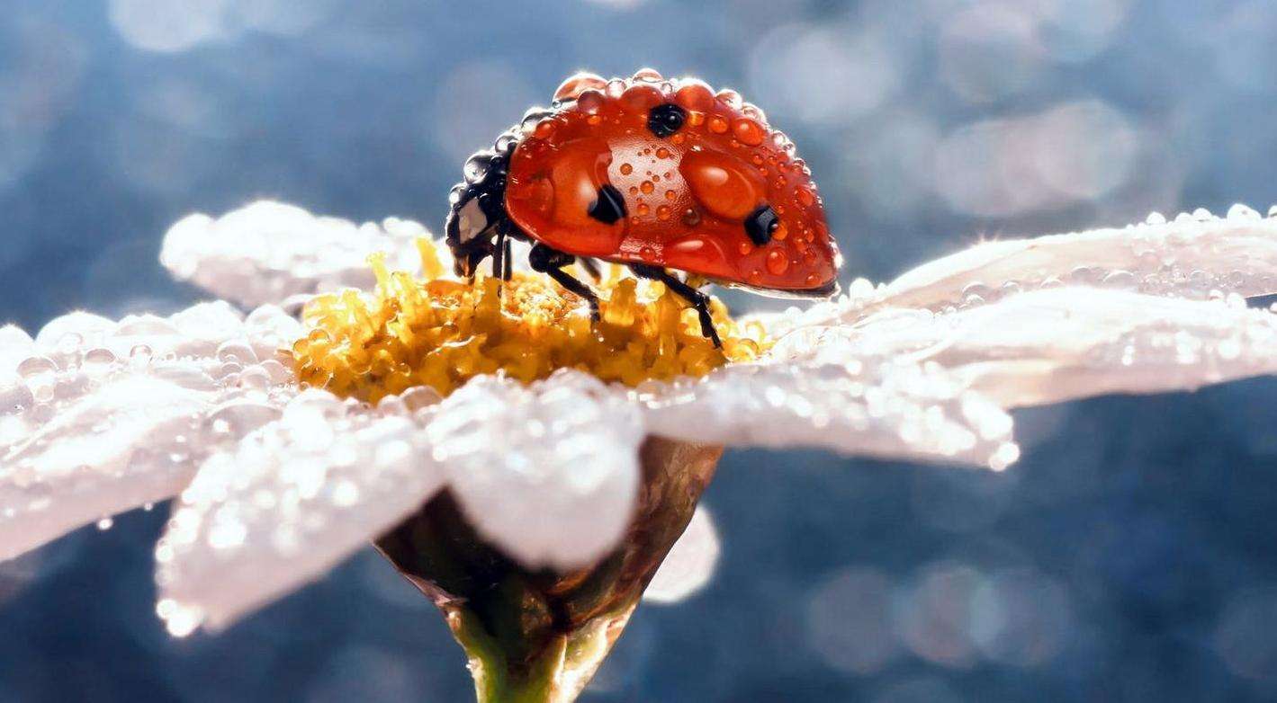 Ladybug jigsaw puzzle online