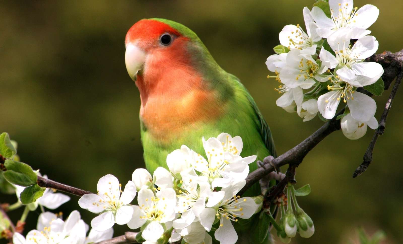 Папуга в квітах онлайн пазл