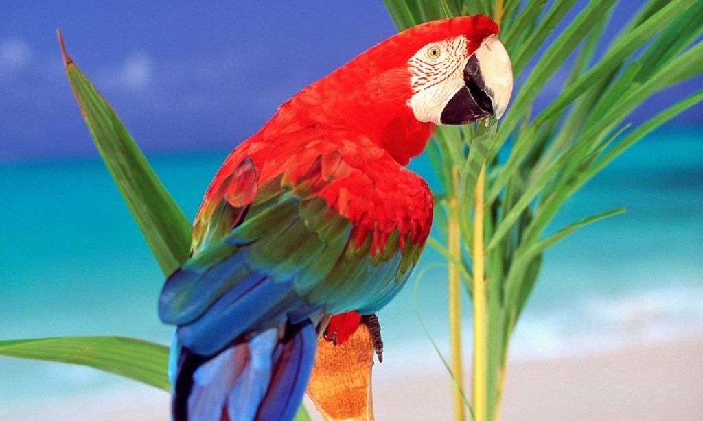 Papagal macaw puzzle online