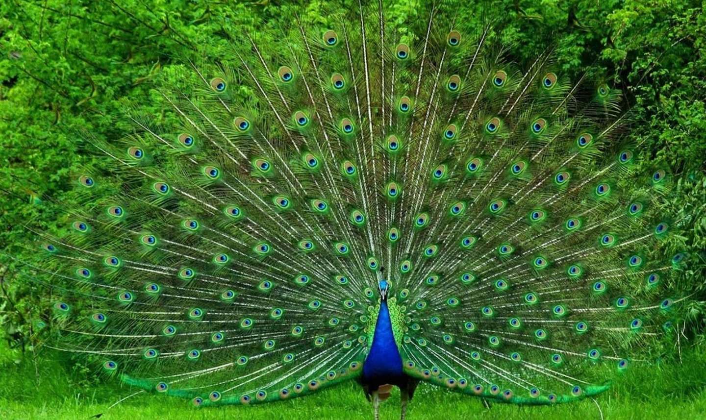 Peacock eyes jigsaw puzzle online
