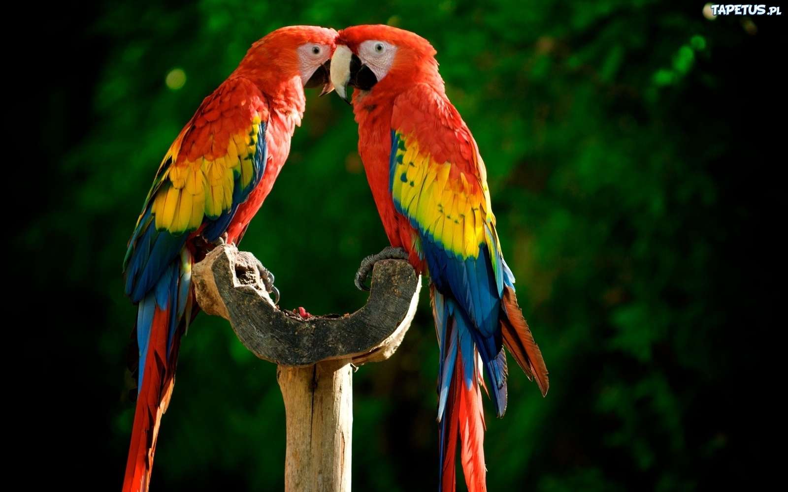 Papegaaien op een stok legpuzzel online