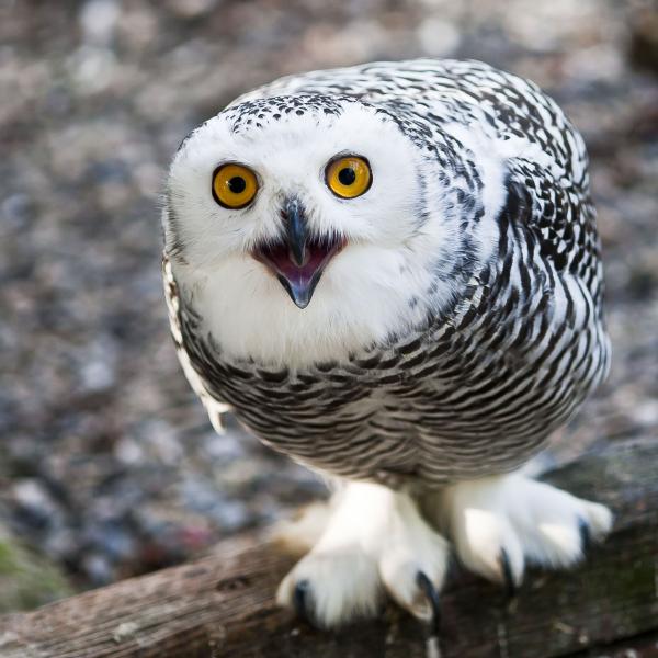 a small white owl online puzzle