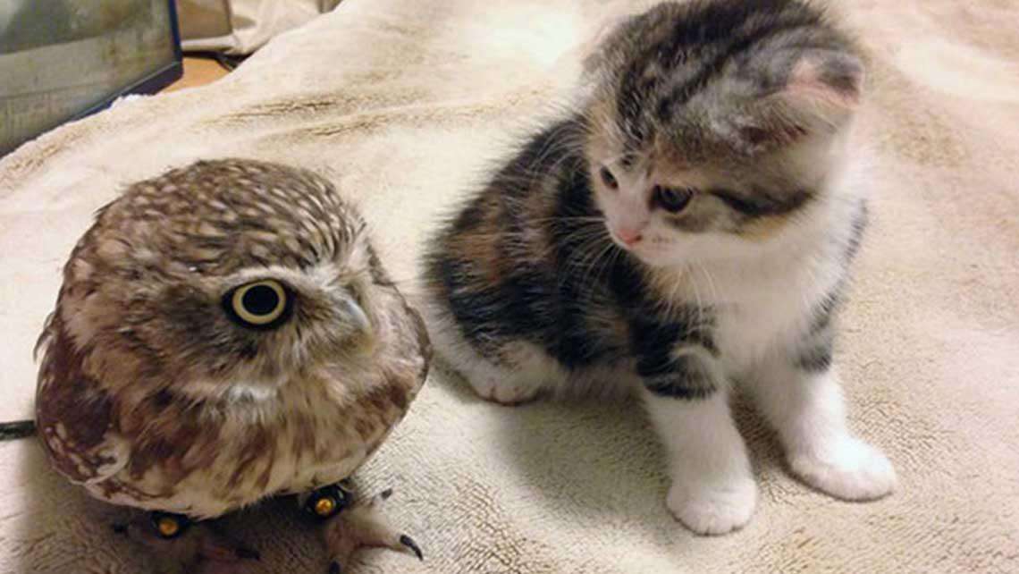 owl and kitten online puzzle