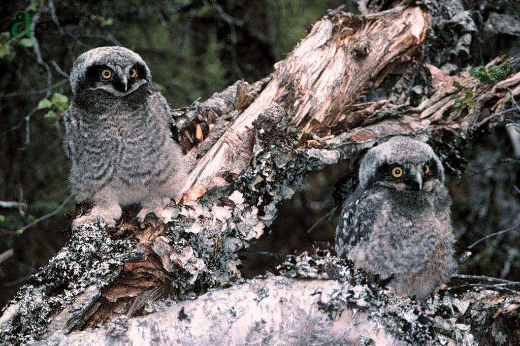 a pair of owls on the tree jigsaw puzzle online