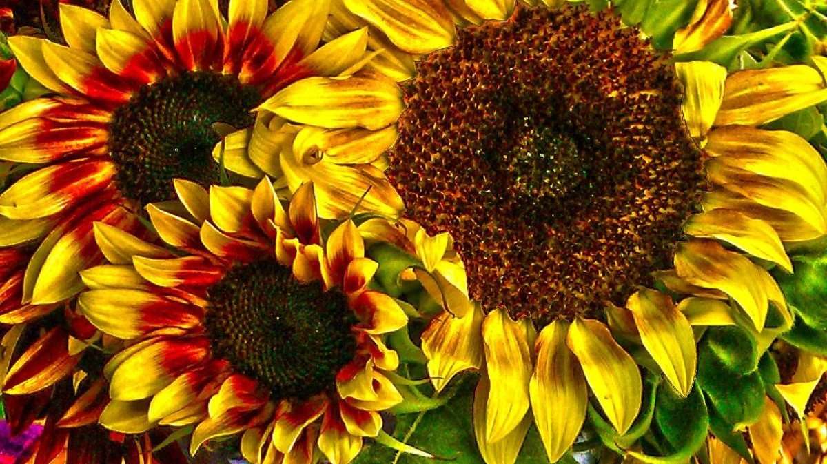 Floarea soarelui jigsaw puzzle online