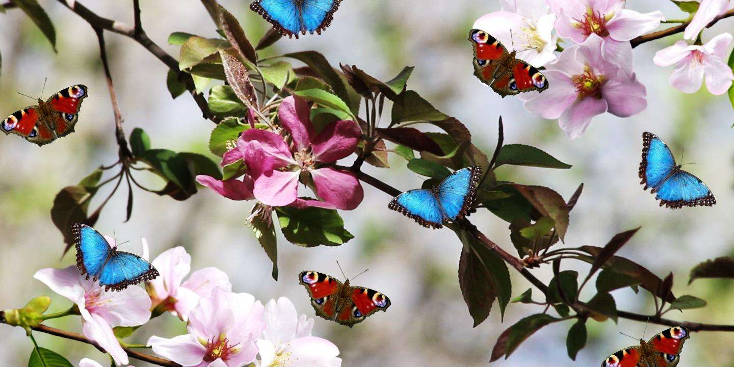 Mariposas de colores rompecabezas en línea