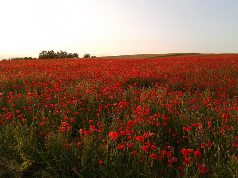 field of poppies jigsaw puzzle online
