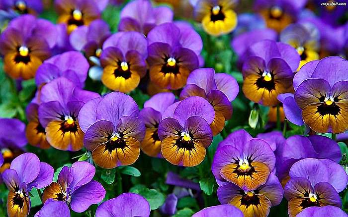 Colorful pansies with "eyes" online puzzle
