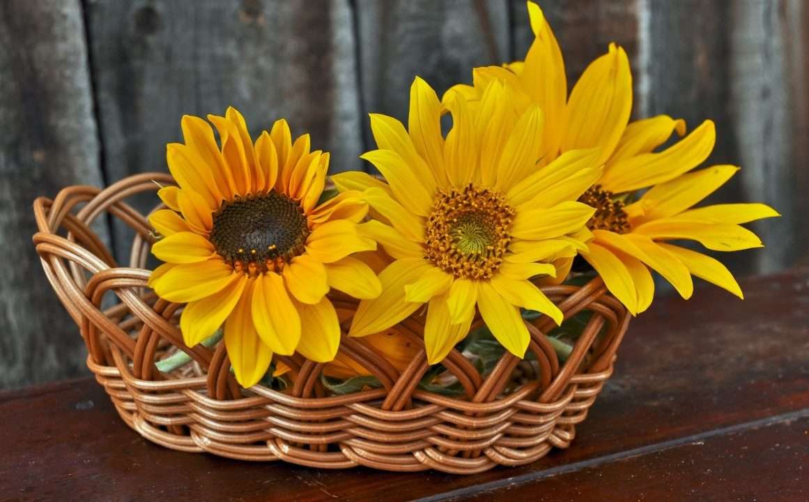 Sonnenblumen Puzzlespiel online